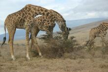 Giraffen in der Serengeti